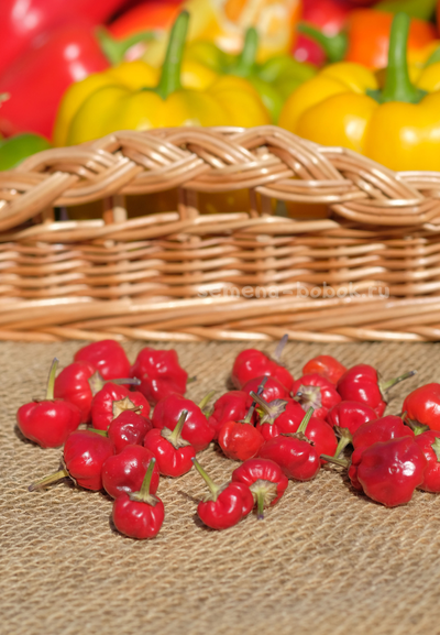 Перец острый Purple Pumpkin (Фиолетовая тыковка), 10 шт