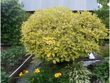 ДЕРЕН БЕЛЫЙ &quot;SPAETHII&quot; (ШПЕТА), ЗКС