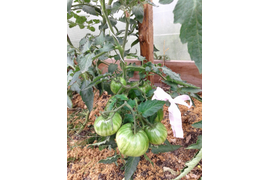 гном Крапчатое сердце, 1-я кисть, высота 60 см, 16 июля