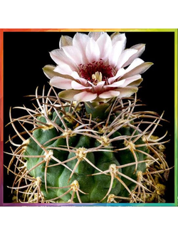 Gymnocalycium weissianum ISI 1705