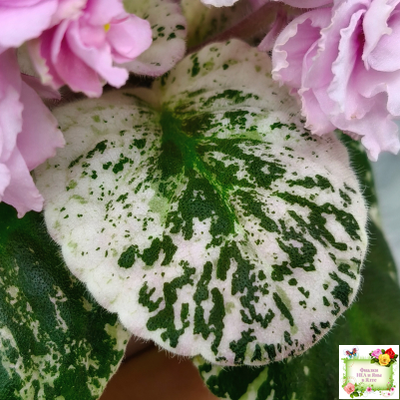 Rose Bouquet (G.T.Smith) (9028) 04/12/2001