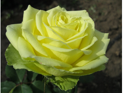 Лимбо (Limbo ), Ч/Г , Кордес .