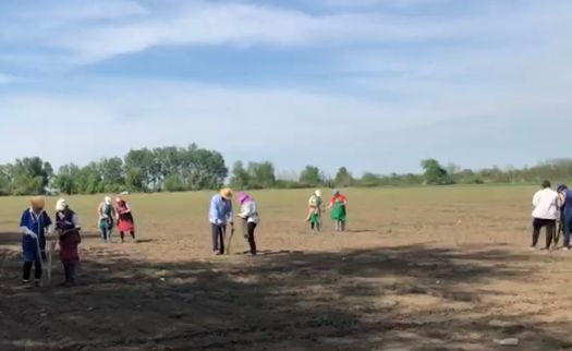 14 мая 2020 года агрофирма "ОТБОР " начинает  ручной  посев селекционного питомника.