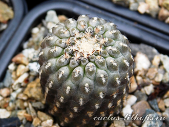 Thelocephala napina PV 2382 (S-259) - 10 семян