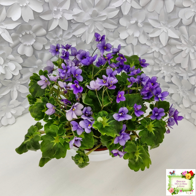 Biscayne Trail (S.Williams) трейлер