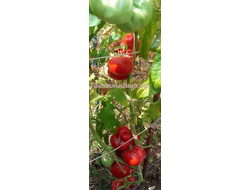 Томат Дикая роза