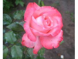 Визион (Vision), Ч/Г.