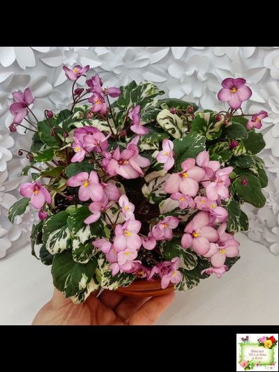 Mac&#039;s 1306-2 (G.McDonald) трейлер