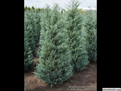 Можжевельник Моффат Блю - Moffat Blue