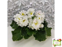 Dn-Macabeo (Д. Денисенко) 2019 г.