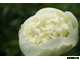 Paeonia Lemon Chiffon