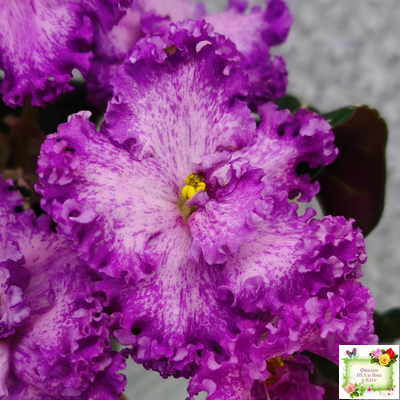 РС-Тропикана (С. Н. Репкина) 2015 г.