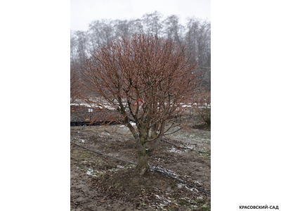 Топиар Липа мелколистная в форме шара