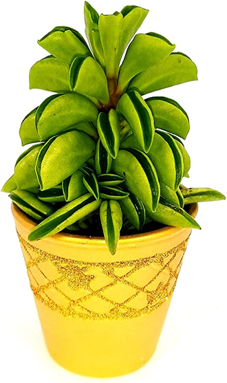 Peperomia Fire Sparks