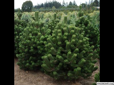 Сосна черная Орегон Грин - Oregon Green