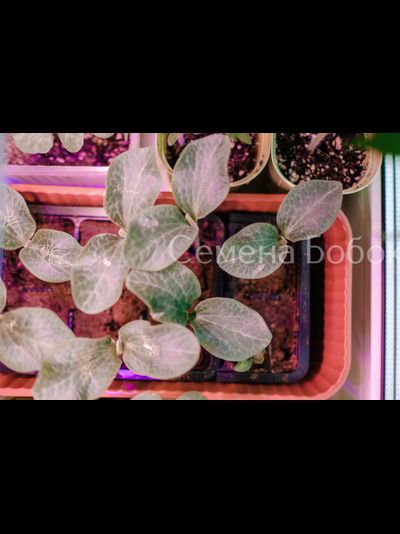 Подвой Ферро F1 (5 шт)