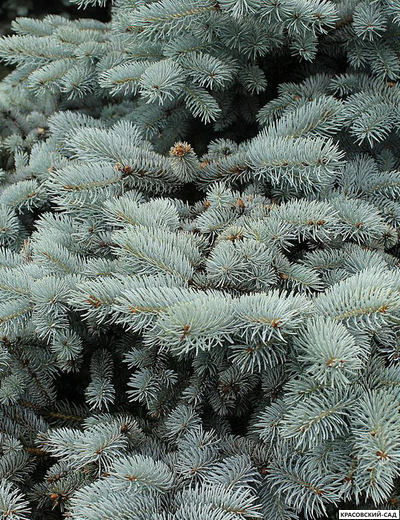 Ель колючая Ольденбург