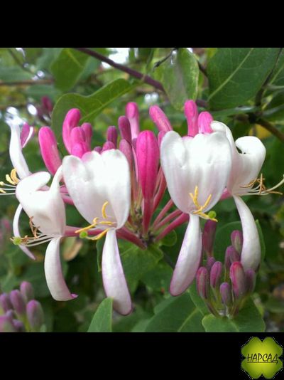 Жимолость вьющаяся &quot;Серотина&quot;