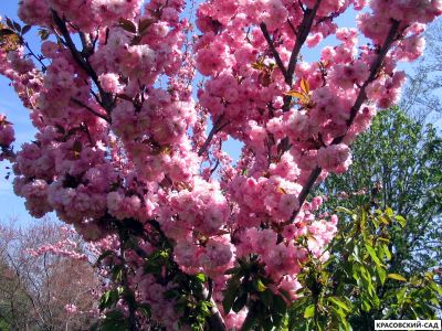 Вишня Канзан - Kanzan