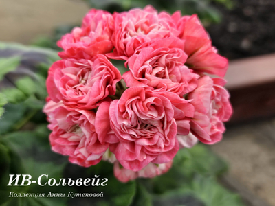 Пеларгония ИВ-Сольвейг