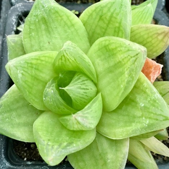 Хавортия ладьевидная - Haworthia Cymbiformis