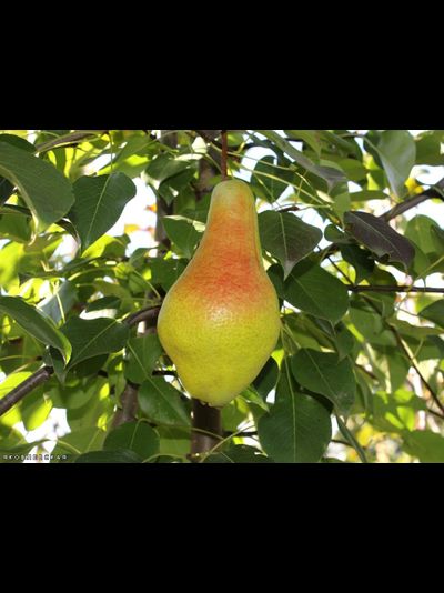 Яковлевская (груша), 2года, ЗКС