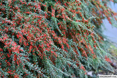 Кизильник Корал Бьюти - Coral Beauty