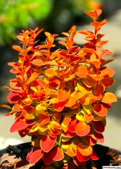 Барбарис Тунберга Orange Alf