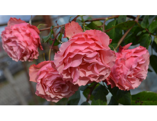 Розы питомник на осень 2023. Розариум плетистая. Питомник сергея овчарова саженцы роз. Розы питомник на осень 2023. Питомник роз нью джерси.