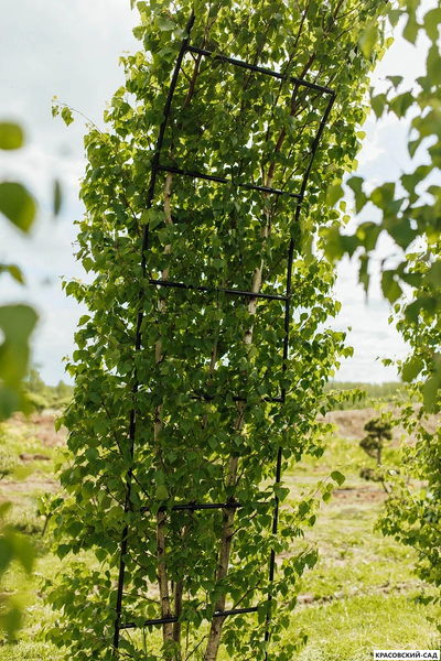 Арка из Березы повислой - Betula pendula