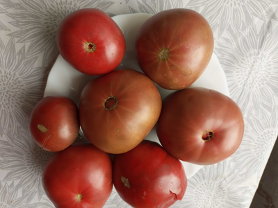 Томат Париж (Paris)