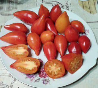 Семена томата Похвала Марины