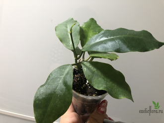 Hoya 'Patricia' (H. darwinii × H. elliptica)