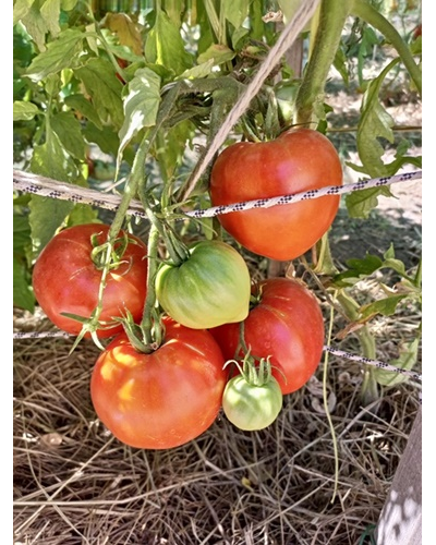 Томат Алиса (Alice)