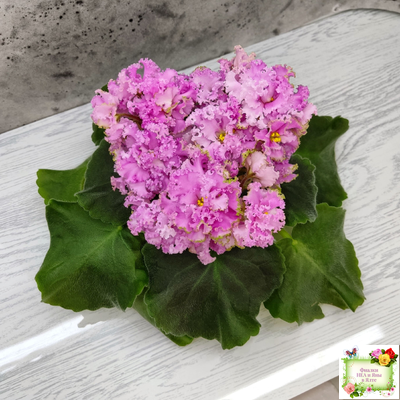 НД-Розовая Скумпия (Н. Данилова-Суворова) 2022 г.