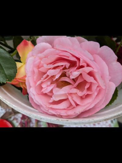 Амелия Ренессанс