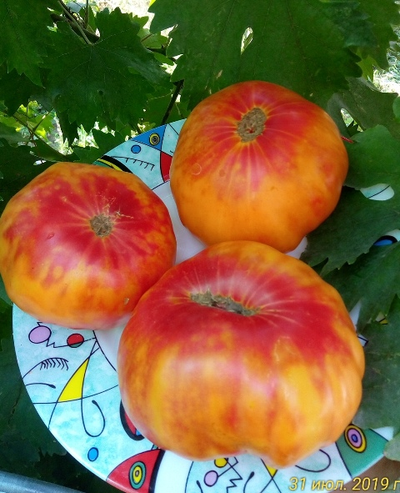 Томат Бурракерские любимцы (Burracker's Favorite)