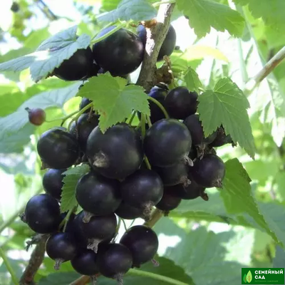 Смородина черная "Зеркальная"