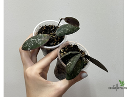 24/07/2025 Hoya Sigilatis Round Splash