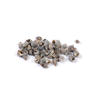 Ракушки морские 0.6-2.5 см Nassa Pussata 100 г