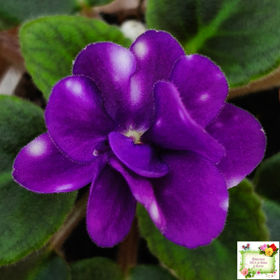 Hunter's Primal Scream (K.Muzalewski) (лист посажен 30.01.26)