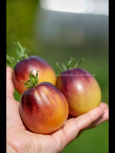 Томат Золотая Чалма, 10 шт