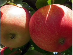 Талисман (яблоня)