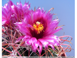 Ferocactus (Ферокактус)