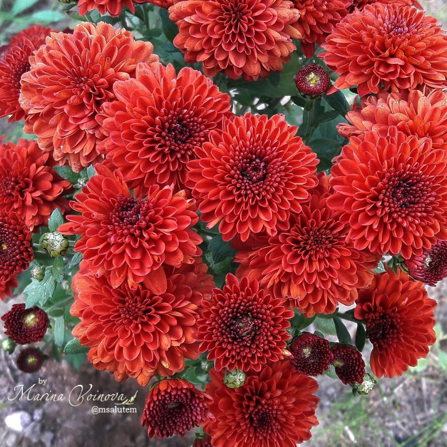 Chrysanthemum Daybreak Dark Bronze