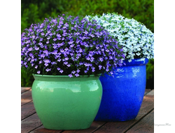 Лобелия, алиссум