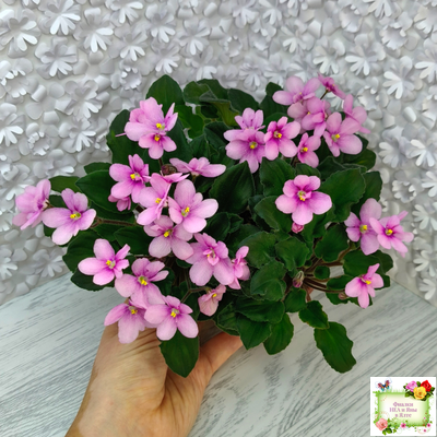 LV-Звезда в Ночи (Л. Шевелева) 2025 г. трейлер (клакамасный лонг)