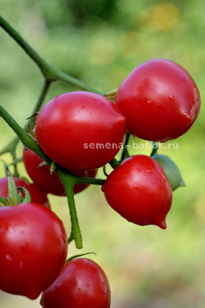 Томат Гибрид Тарасенко, 10 шт