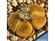 Lithops aucampiae 'Storms's Snowcap' С392 - 10 семян