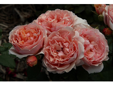 Поль Бокюз роза, ОКС